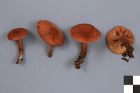 Lactarius camphoratus image